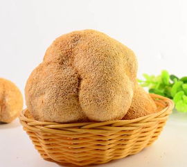 猴头菇 古田特产养胃佳品，厂家直销批发